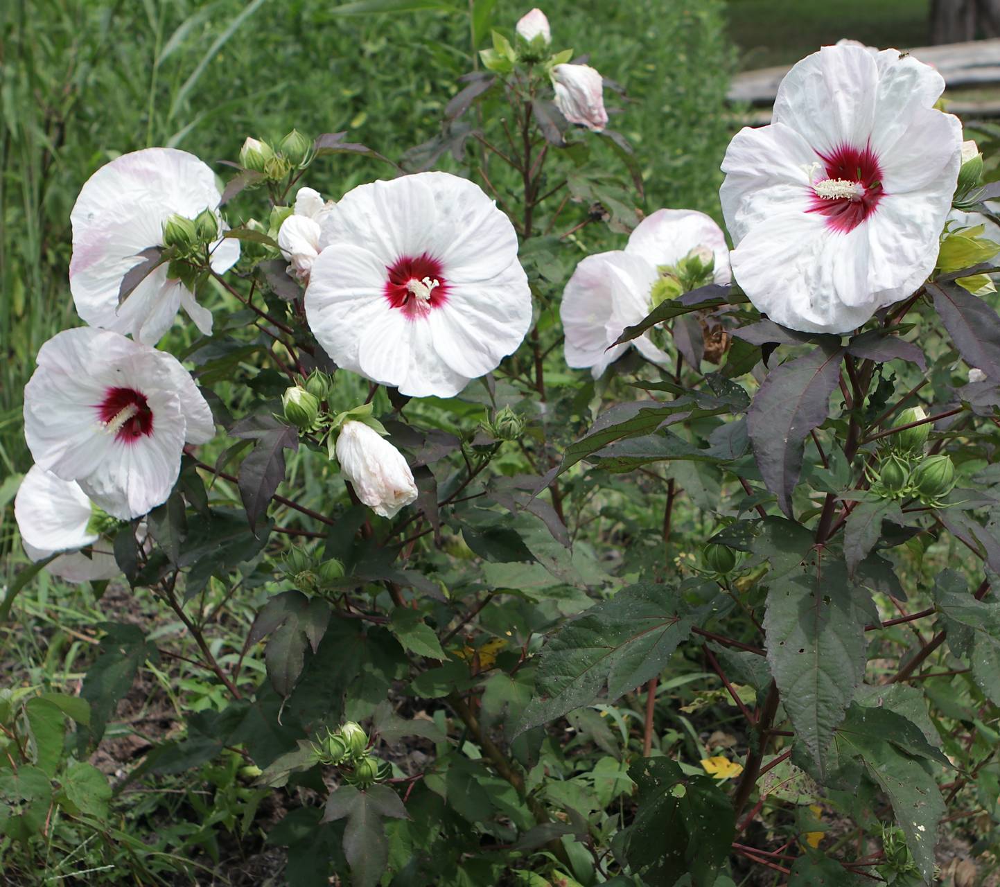 Photo of Fleming's Crown Jewels